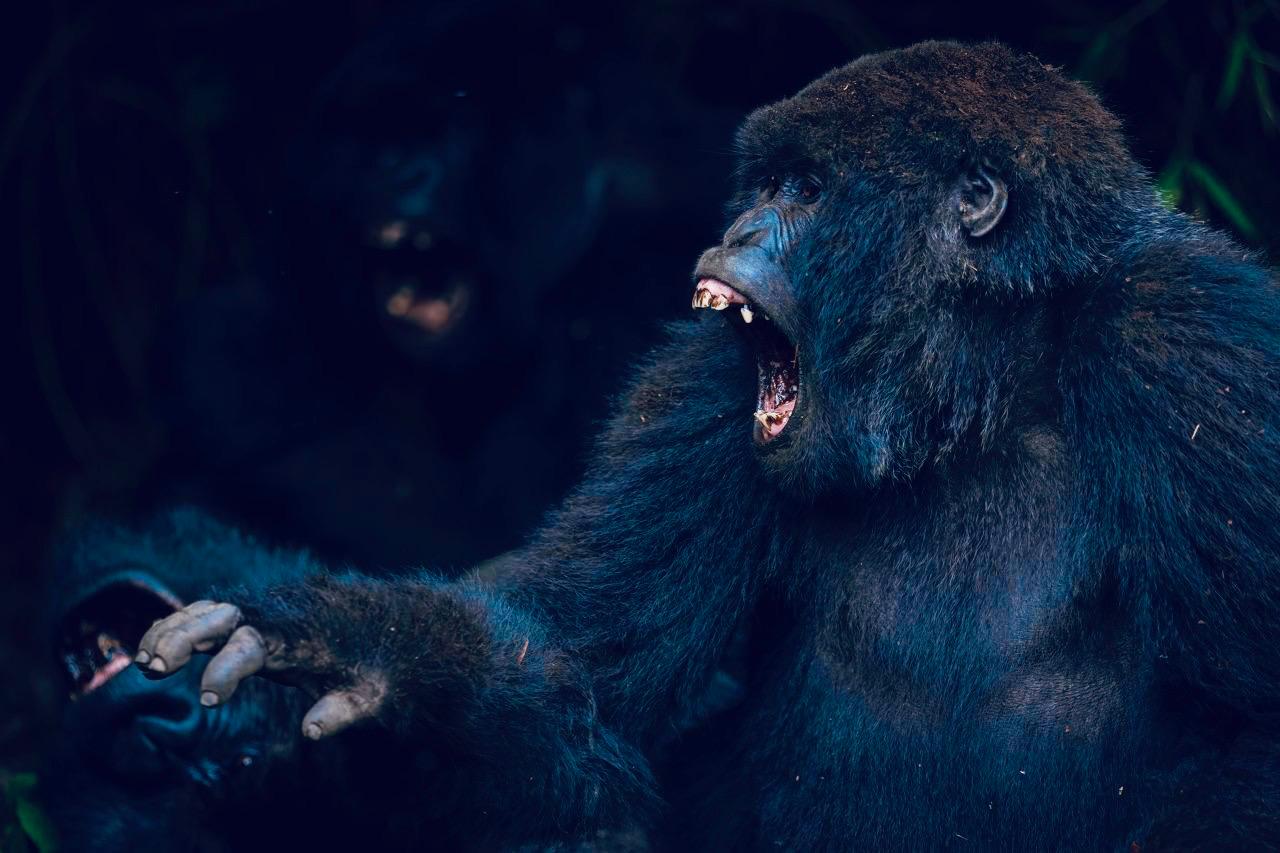 Gallery image for Kwita Izina 2025 – Rwanda’s 20th Gorilla Naming Ceremony